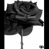Black-Rose