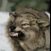 Classy_Wolf
