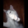 Kevin_dH