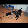 EvilDoggy